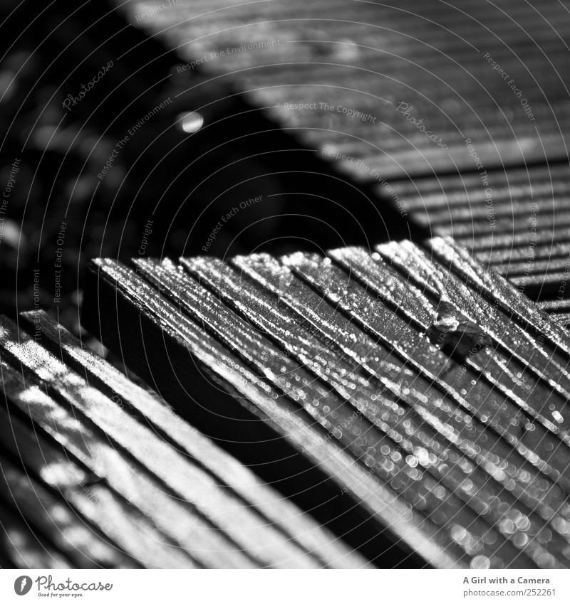 hemmungslos gelöst Terrasse Garten Holzbrett dunkel einfach glänzend Furche nass Gartenbau Flur Schwarzweißfoto Außenaufnahme Nahaufnahme Detailaufnahme