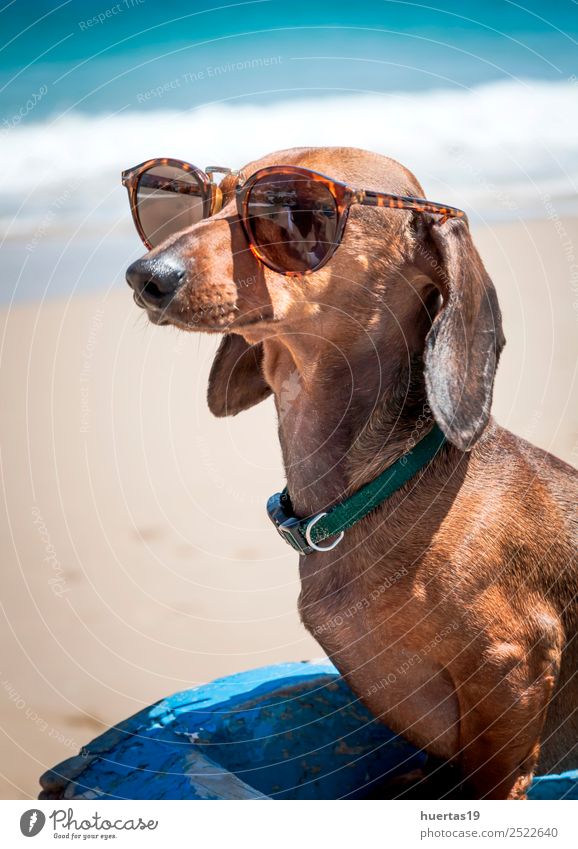 Hund mit Sonnenbrille am Strand schön Ferien & Urlaub & Reisen Sommer Freundschaft Tier Küste Fischerboot Wasserfahrzeug Haustier 1 Freundlichkeit Glück lustig