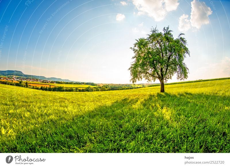 Birnbaum in einer Wiese mit Schwäbischer Alb im Hintegrund Natur Himmel Sonne Sommer Baum Hügel Berge u. Gebirge Idylle Wiesenblume Grünpflanze