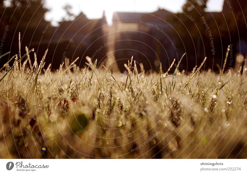 morgenstund' Natur Herbst Gras leuchten glänzend nass Stimmung Hoffnung Horizont stagnierend träumen Unendlichkeit aufwachen schimmern Tau Wassertropfen Rasen