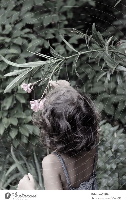 dezenter Duft Mensch Kind Mädchen Kopf Haare & Frisuren 1 3-8 Jahre Kindheit Garten Park Frühlingsgefühle Geruch schnuppern Oleander Blüte Farbfoto
