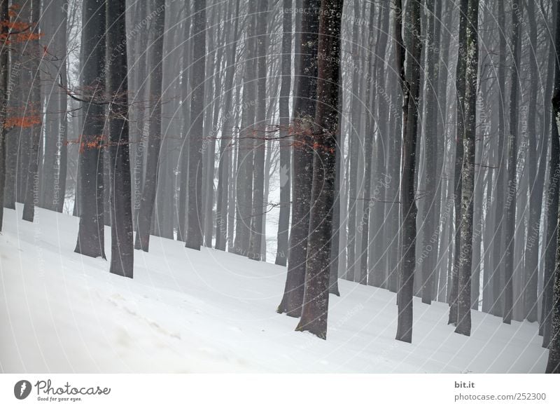 Kahl, kahl & kalt Umwelt Natur Landschaft Pflanze Winter Klima Wetter schlechtes Wetter Eis Frost Schnee Baum Wald grau schwarz weiß Einsamkeit Endzeitstimmung
