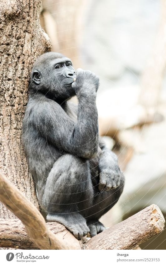 Gorilla auf einem Baum sitzend nachdenklich bei Tageslicht Gesicht Berge u. Gebirge Zoo Natur Tier Park Wald Urwald Pelzmantel Wildtier 1 natürlich stark wild