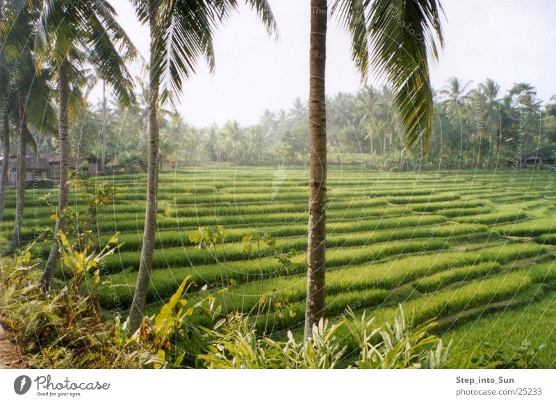Reisterrasse Bali Asien Reisfeld Indonesien Landwirtschaft Berge u. Gebirge Natur Terrassenanbau Pflanze Ackerbau
