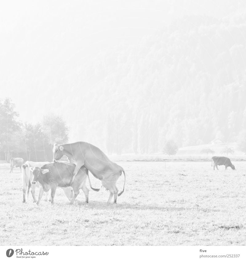 cows Natur Landschaft Schönes Wetter Pflanze Baum Sträucher Grünpflanze Wiese Feld Hügel Tier Kuh Tiergruppe Herde Spielen hell Schwarzweißfoto Außenaufnahme