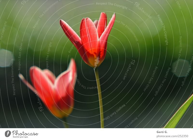zwei rote Tuplen vor dunkelgrünem unscharfen Hintergrund Natur Pflanze Sonnenlicht Schönes Wetter Blume Tulpe Blüte leuchten Reflexion & Spiegelung Farbfoto
