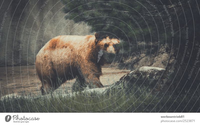 Der Verfolger Zoo Natur Tier Park Wald Wildtier wild braun Kraft gefährlich Bär Braunbär Jäger angriffslustig lauernd bedrohlich Tierwelt Säugetier Gefahr groß
