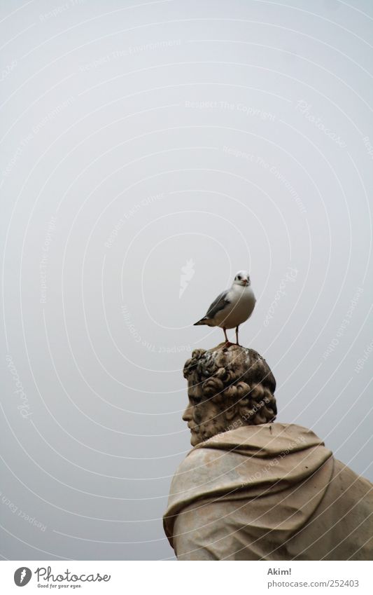 (Sch)möwe auf Kopf Kunst Museum Skulptur Kultur Tier Vogel 1 ästhetisch braun grau silber weiß Macht Vergangenheit Möwe Antike Paris Philosoph Statue
