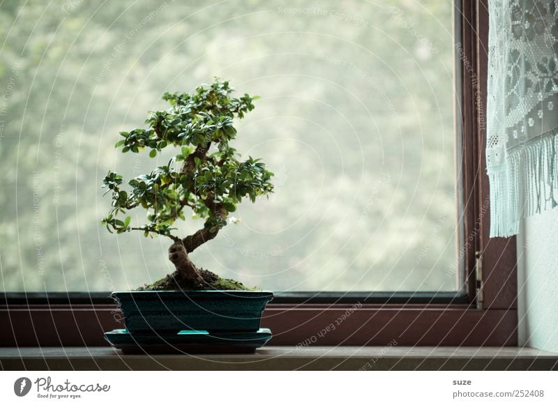 Am Fenster harmonisch Zufriedenheit ruhig Freizeit & Hobby Kunst Kultur Pflanze Luft Baum Wachstum klein grün Gelassenheit Weisheit Frieden Religion & Glaube