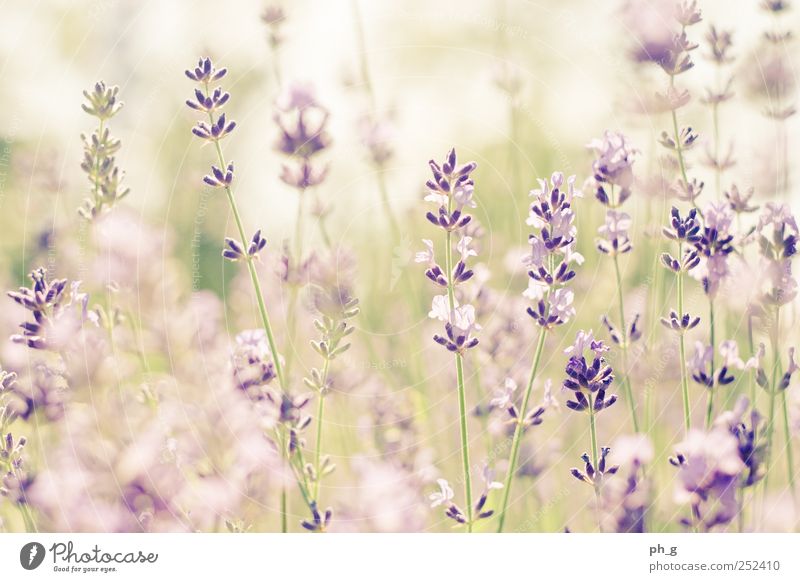 Lavendelfelder für immer Sommer Schönes Wetter Pflanze Blume Garten Idylle Natur Farbfoto Außenaufnahme Detailaufnahme Menschenleer Tag Licht Sonnenlicht