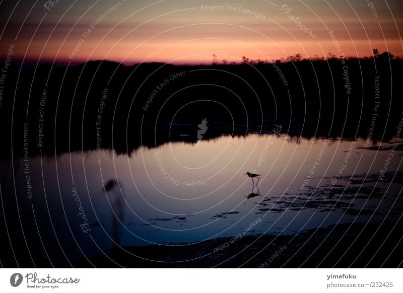 Sonnenuntergang in Guérande Natur Tier Wasser Nachthimmel Sommer Schönes Wetter Wildtier Vogel 1 Ferien & Urlaub & Reisen einfach schön rosa schwarz demütig