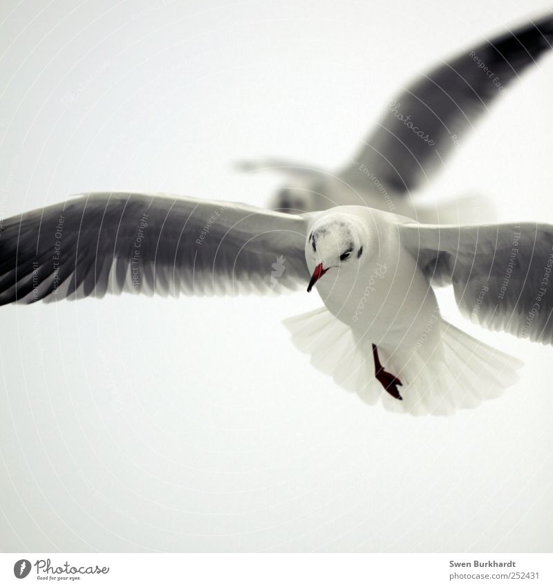 Ein einbeiniger konnte Grönland durchqueren. Meer Umwelt Natur Tier Luft Himmel Wolkenloser Himmel Sommer Nebel Wildtier Vogel Tiergesicht Flügel Möwe