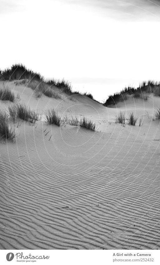 Spiekeroog I dune ridge Umwelt Natur Landschaft Urelemente Sand Gras Dünengras Stranddüne außergewöhnlich einfach elegant gigantisch hoch schön wild steil