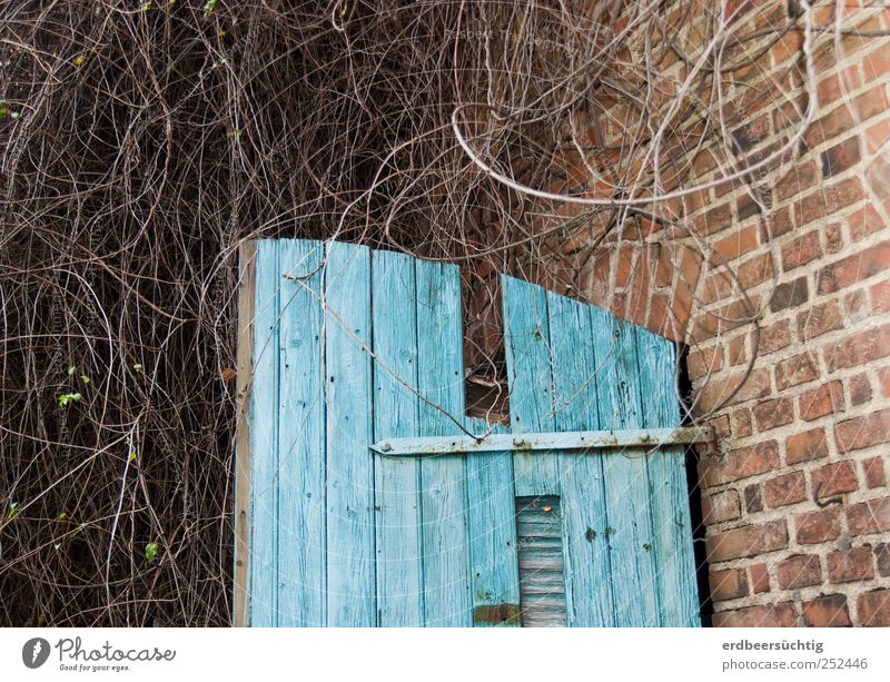zugewuchert Pflanze Sträucher Wildpflanze Hütte Scheune Mauer Wand Tür Stein Holz Backstein alt Wachstum Idylle verwittert bewachsen blau abblättern