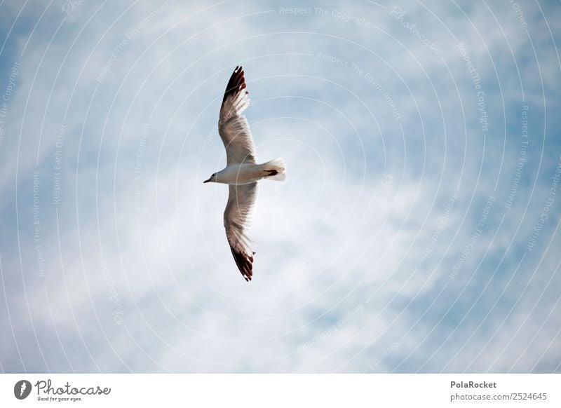 #A# Der hohe Vogel... Kunst ästhetisch Leichtigkeit fliegen fliegend Küste Möwe Möwenvögel Flügel Tragfläche hoch Luft Ostsee Tier Farbfoto Gedeckte Farben