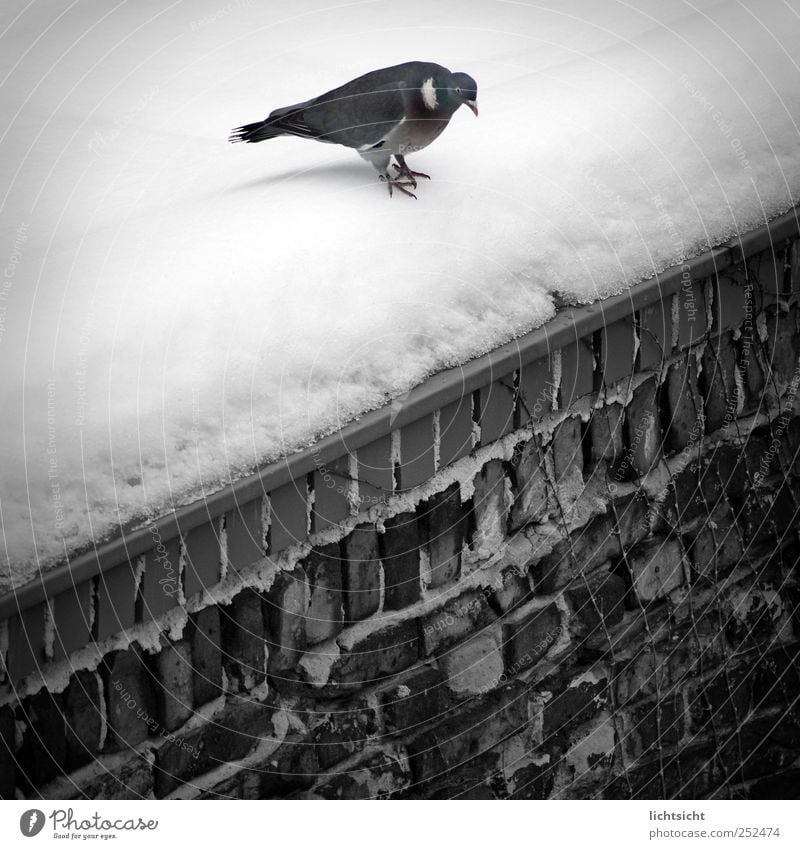 "scheißkalt, ich springe!!" Winter Wetter Eis Frost Schnee Mauer Wand Dach Tier Vogel Taube 1 springen Ecke Am Rand Schräger Vogel Neigung Backstein