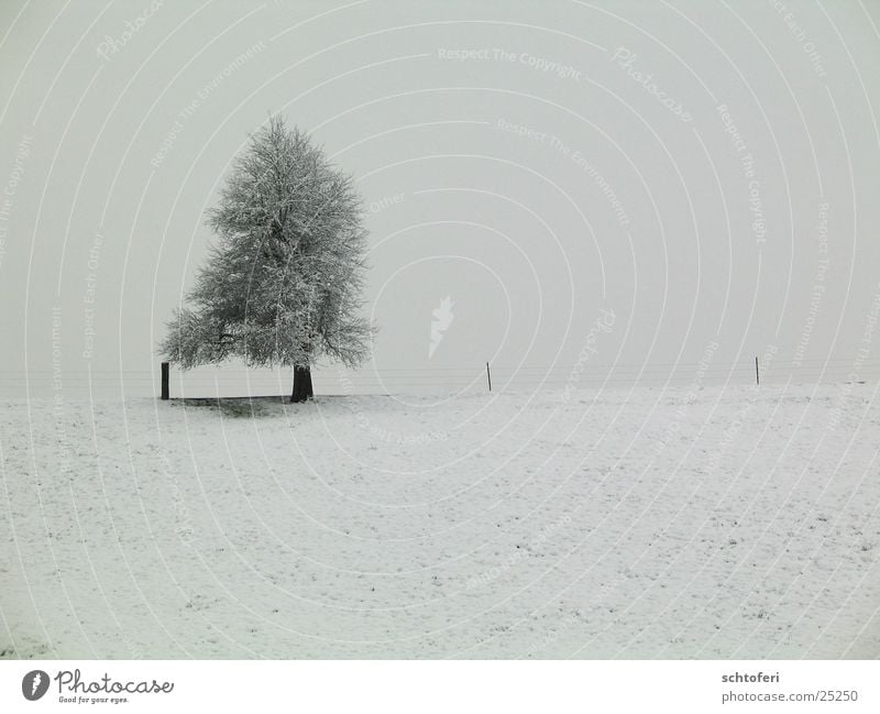 einsamer Winterbaum Baum Schnee grau kalt Einsamkeit frieren Nebel Eis Frost Landschaft