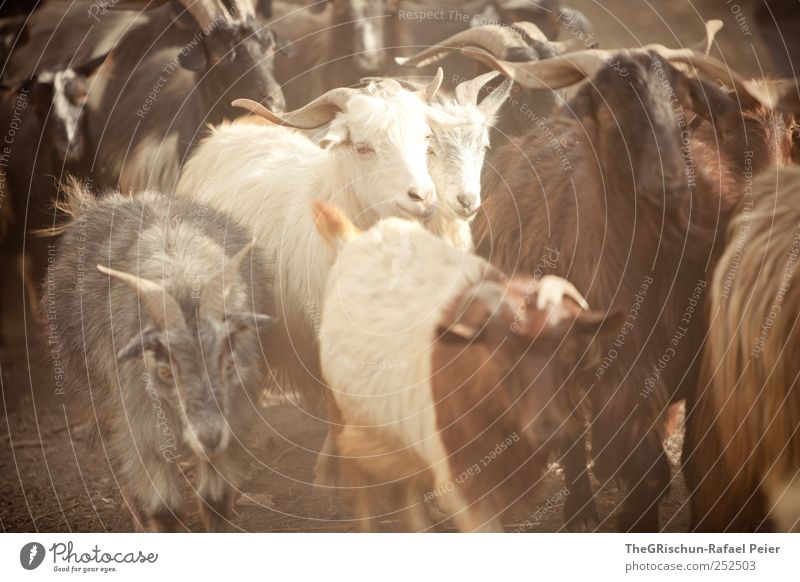 Shaun the goat:-) Nutztier Tiergesicht Fell Tiergruppe Herde braun mehrfarbig gold grau schwarz weiß Ziegen Ziegenfell Horn Nase Ziegenbock Staub Erde