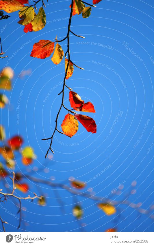 23.10.11 Umwelt Natur Pflanze Himmel Wolkenloser Himmel Herbst Schönes Wetter Baum Blatt mehrfarbig Farbfoto Außenaufnahme Nahaufnahme Menschenleer
