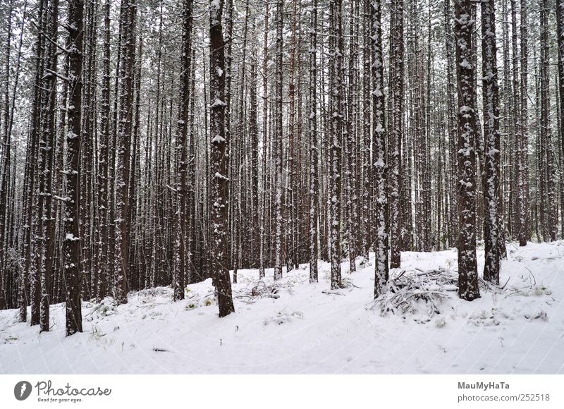 geblasener Schneewald Natur Landschaft Pflanze Wasser Wolken Horizont Winter Klima schlechtes Wetter Eis Frost Baum Park Wald Abenteuer Aggression chaotisch