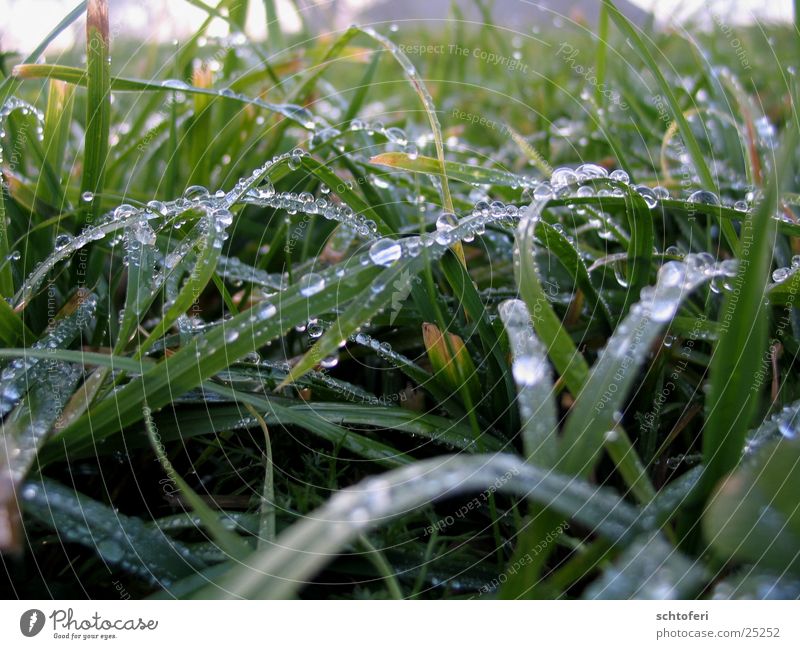 Tautropfen Gras Regen Nebel Wassertropfen Seil Makroaufnahme
