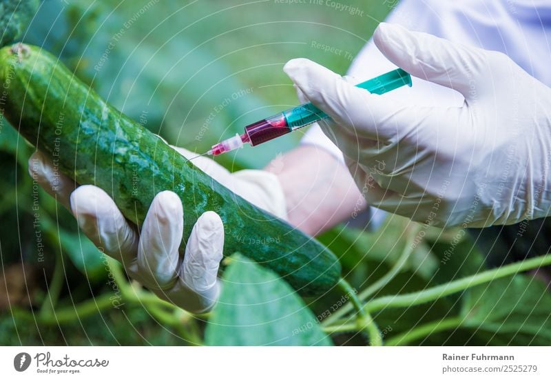 ein Wissenschaftler manipuliert eine wachsende Gurke Mensch 1 Umwelt Pflanze Nutzpflanze "Gurke Gemüse," Garten Feld Arbeitsbekleidung Schutzbekleidung