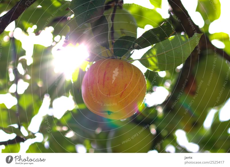 apfel am baum II Frucht Sommer Herbst Baum Blatt frisch Gesundheit natürlich Natur Apfel Apfelbaum Farbfoto Außenaufnahme Nahaufnahme Menschenleer