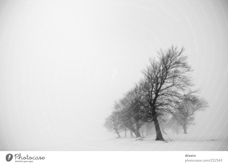 I dreamed about last winter Pt.1 Umwelt Natur Landschaft Winter schlechtes Wetter Nebel Eis Frost Pflanze Baum Baumstamm Ast Schauinsland kalt natürlich