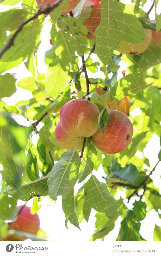 äpfel Frucht Apfel Pflanze Sommer Herbst Schönes Wetter Baum Blatt Nutzpflanze Feld frisch Gesundheit natürlich gold grün rot Natur Apfelbaum Farbfoto
