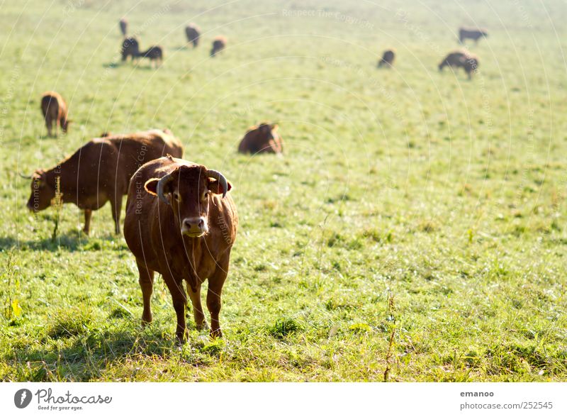 Leitkuh Lebensmittel Käse Joghurt Milcherzeugnisse Bioprodukte Natur Landschaft Tier Pflanze Gras Grünpflanze Nutztier Kuh Tiergruppe Herde bedrohlich dick