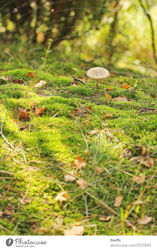 Pilzsuche im Moos Pilzhut giftiger Pilz wachsen finden moosbedeckt Waldboden Waldstimmung sonniger Herbsttag Herbstbeginn herbstlich Herbstwald September