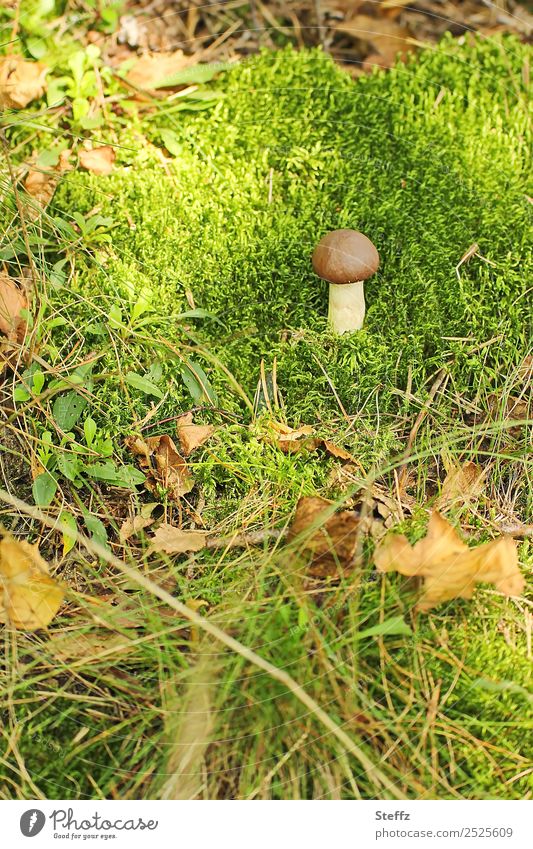 wie Pilz im Moos Steinpilz essbarer Pilz Pilzhut wachsen Waldboden Herbstlaub sonnig Waldstimmung September Fundstück finden natürlich grün braun herbstlich