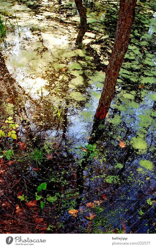 der biber wars Umwelt Natur Landschaft Pflanze Tier Wasser Sommer Herbst Klima Klimawandel Wetter Baum Moos Wald Urwald Seeufer Bucht Teich bibersee Baumstamm