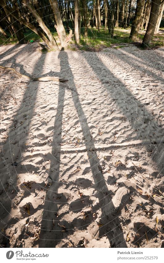 Tallest Man on Earth Umwelt Natur Landschaft Urelemente Erde Sand Sonnenlicht Sommer Wetter Pflanze Küste Strand schön stehen Wald Schatten abstrakt Farbfoto
