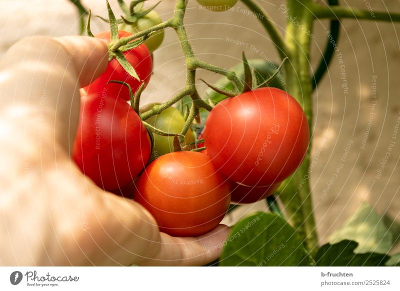 Reife Tomaten am Strauch Gemüse Bioprodukte Vegetarische Ernährung Gesunde Ernährung Hand Finger Sommer Herbst Pflanze Sträucher Nutzpflanze Garten wählen