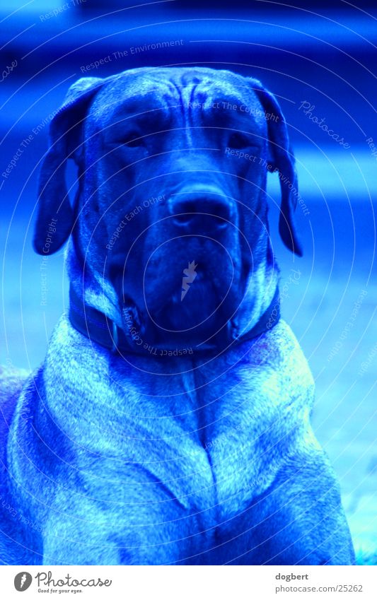 Blue Dog - Dt. Dogge in blau Deutsche Dogge Hund blue dog