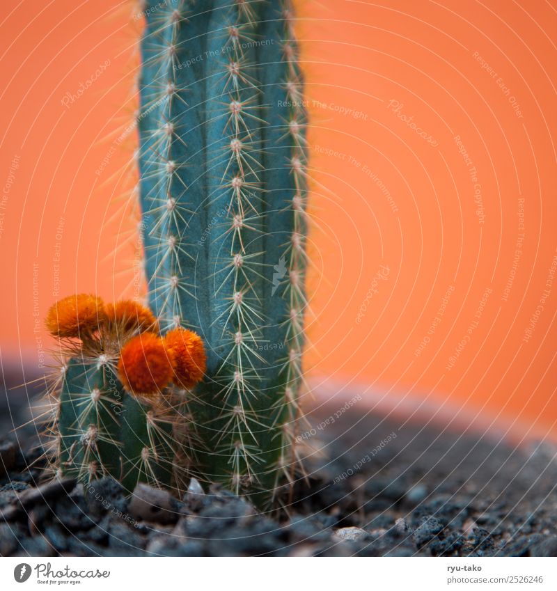 Kind-Mama-Kaktus Pflanze Sommer Blüte exotisch schön grün orange Stachel klein Wärme Farbfoto Außenaufnahme Menschenleer Textfreiraum links Textfreiraum rechts