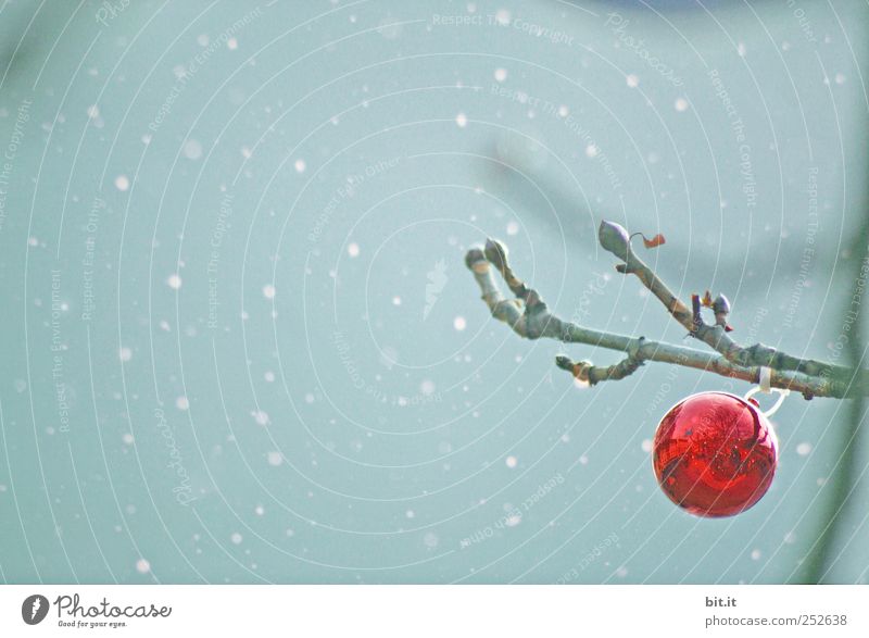 gegen den Sturm... Feste & Feiern Himmel Winter Wetter Schnee Schneefall Baum Glas hängen blau rot Stimmung ruhig Einsamkeit Tradition Weihnachten & Advent