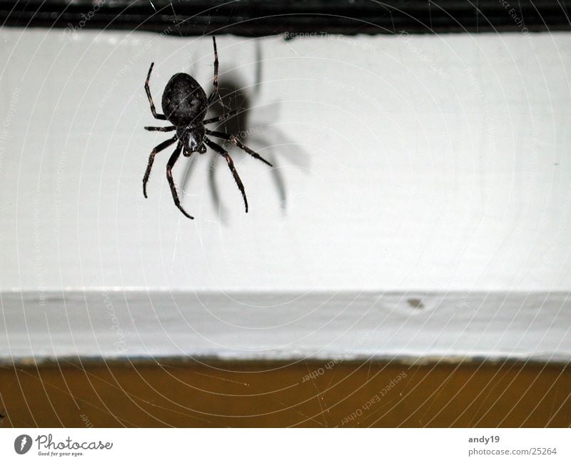 Die Spinne auf Texel. gruselig Spinnennetz Spinnenbeine große Spinne Spinnenaugen behaarte Beine