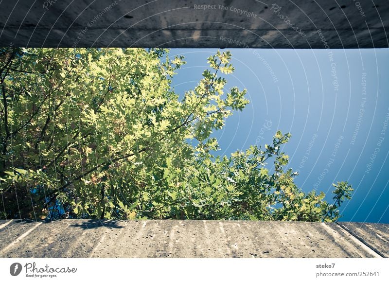herbst in 16:9 Pflanze Herbst Schönes Wetter Baum Mauer Wand blau grau grün begrenzen Farbfoto Außenaufnahme Froschperspektive