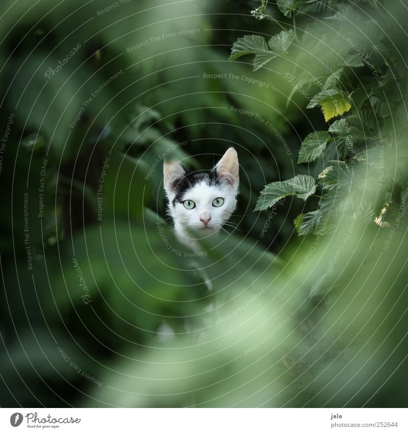^°°^ Umwelt Natur Pflanze Blatt Grünpflanze Tier Haustier Katze 1 schön Farbfoto Außenaufnahme Menschenleer Textfreiraum links Textfreiraum rechts