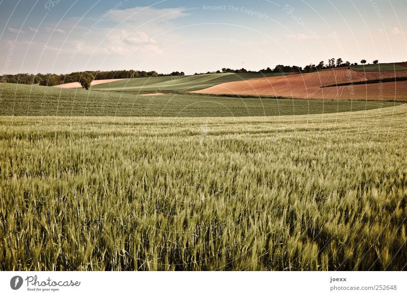 … hier darf ich's sein. Landwirtschaft Forstwirtschaft Natur Landschaft Himmel Wolken Sommer Schönes Wetter Nutzpflanze Feld groß blau braun grün ruhig Horizont