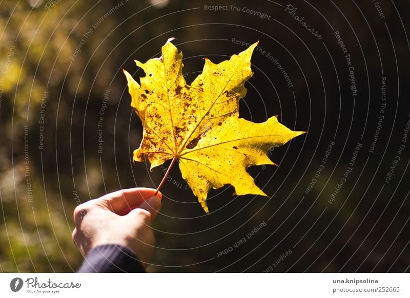herbstsch***e Hand Finger 1 Mensch Umwelt Natur Pflanze Herbst Schönes Wetter Blatt Ahornblatt festhalten natürlich gelb Farbfoto Außenaufnahme Detailaufnahme