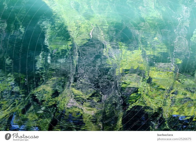 Überraschung | abstrakte Wasserlandschaft Natur Landschaft Pflanze Urelemente Grünpflanze Wald Bach Linie Wellen grün Farbe Kunst Sinnesorgane Umwelt Farbfoto