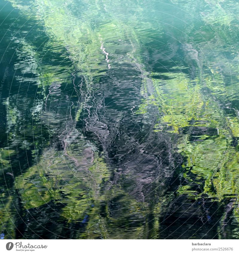 Nullachtfünfzehn | Wasserspiegelung Natur Urelemente Pflanze Wald Fluss Linie dunkel hell wild grün bizarr Kunst Umwelt Farbfoto Außenaufnahme Detailaufnahme