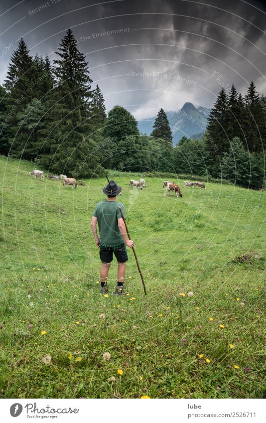 Almhirte Landwirtschaft Forstwirtschaft Umwelt Natur Landschaft Klimawandel schlechtes Wetter Alpen Berge u. Gebirge Tier Nutztier Kuh Herde Zusammensein