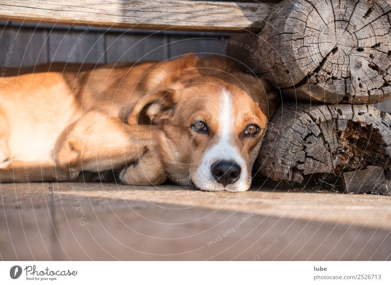 müder wauwau Tier Haustier Nutztier Hund 1 schlafen Gelassenheit Zufriedenheit Müdigkeit Pause Rastplatz Farbfoto Außenaufnahme