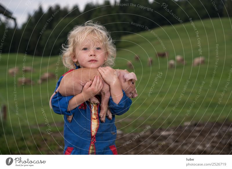 Schwein gehabt Landwirtschaft Forstwirtschaft Mensch feminin Kind Kleinkind Mädchen 1 3-8 Jahre Kindheit Natur Tier Nutztier Tierjunges tragen Geborgenheit