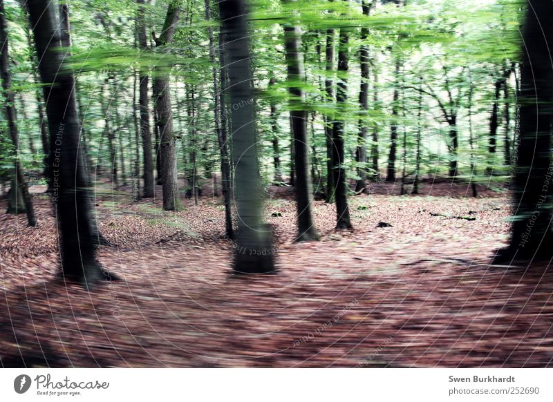 Die Eiche im Buchenwald Umwelt Natur Landschaft Pflanze Herbst Baum Blatt Wildpflanze Wald Holz wandern mehrfarbig grün Frühlingsgefühle ruhig Sehnsucht