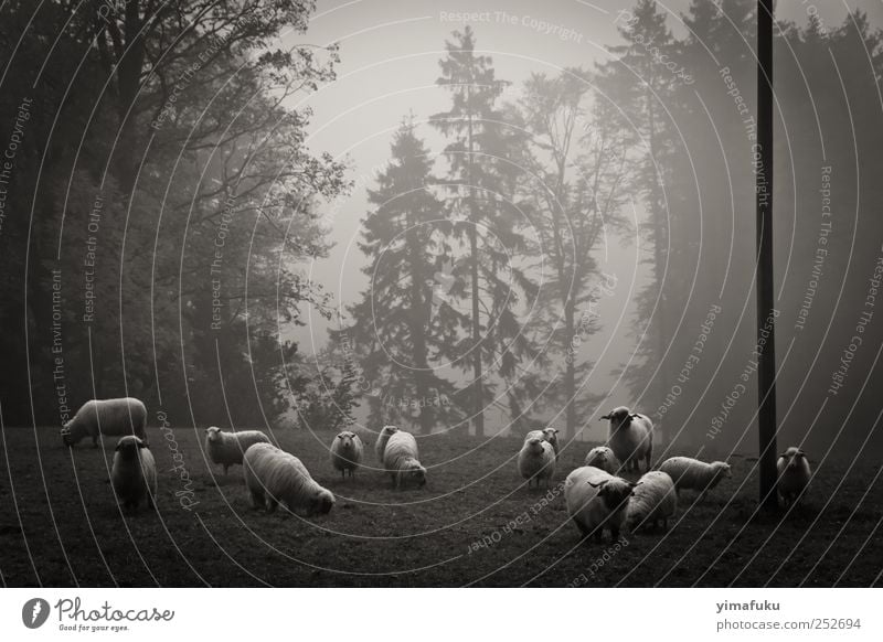 schwarz-weiße Schafe Natur Tier Nebel Wald Nutztier Tiergruppe füttern natürlich Neugier Gelassenheit geduldig 2011 Neuenburg Schweiz Tanne Schwarzweißfoto